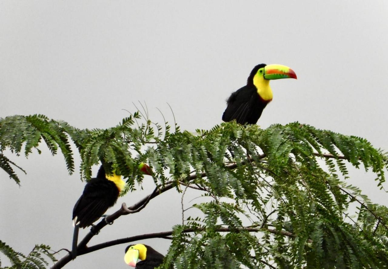 The Valley Tayrona Hostel- A Social Jungle Hostel 埃尔扎伊诺 外观 照片