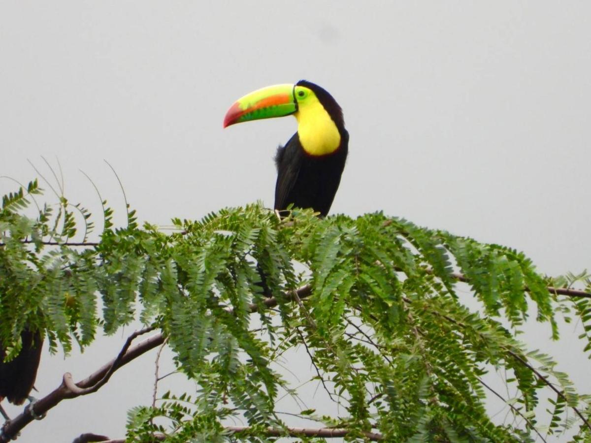 The Valley Tayrona Hostel- A Social Jungle Hostel 埃尔扎伊诺 外观 照片