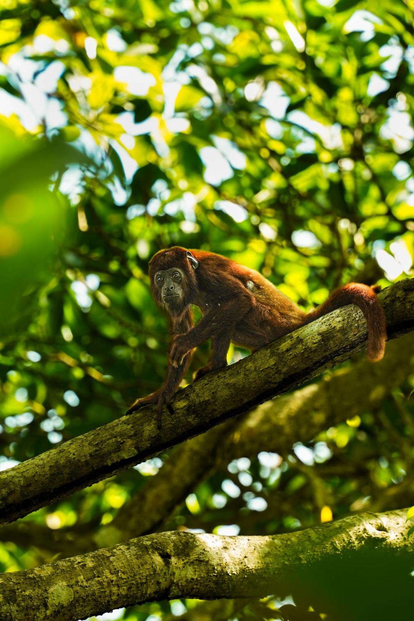 The Valley Tayrona Hostel- A Social Jungle Hostel 埃尔扎伊诺 外观 照片